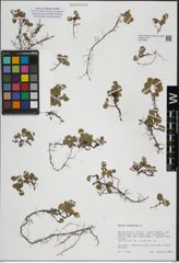 Foto von Salix herbacea L.
